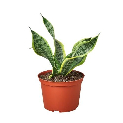 Snake Plant Twist - Holiday Corner