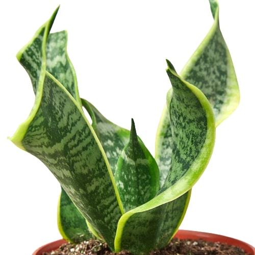 Snake Plant Twist - Holiday Corner