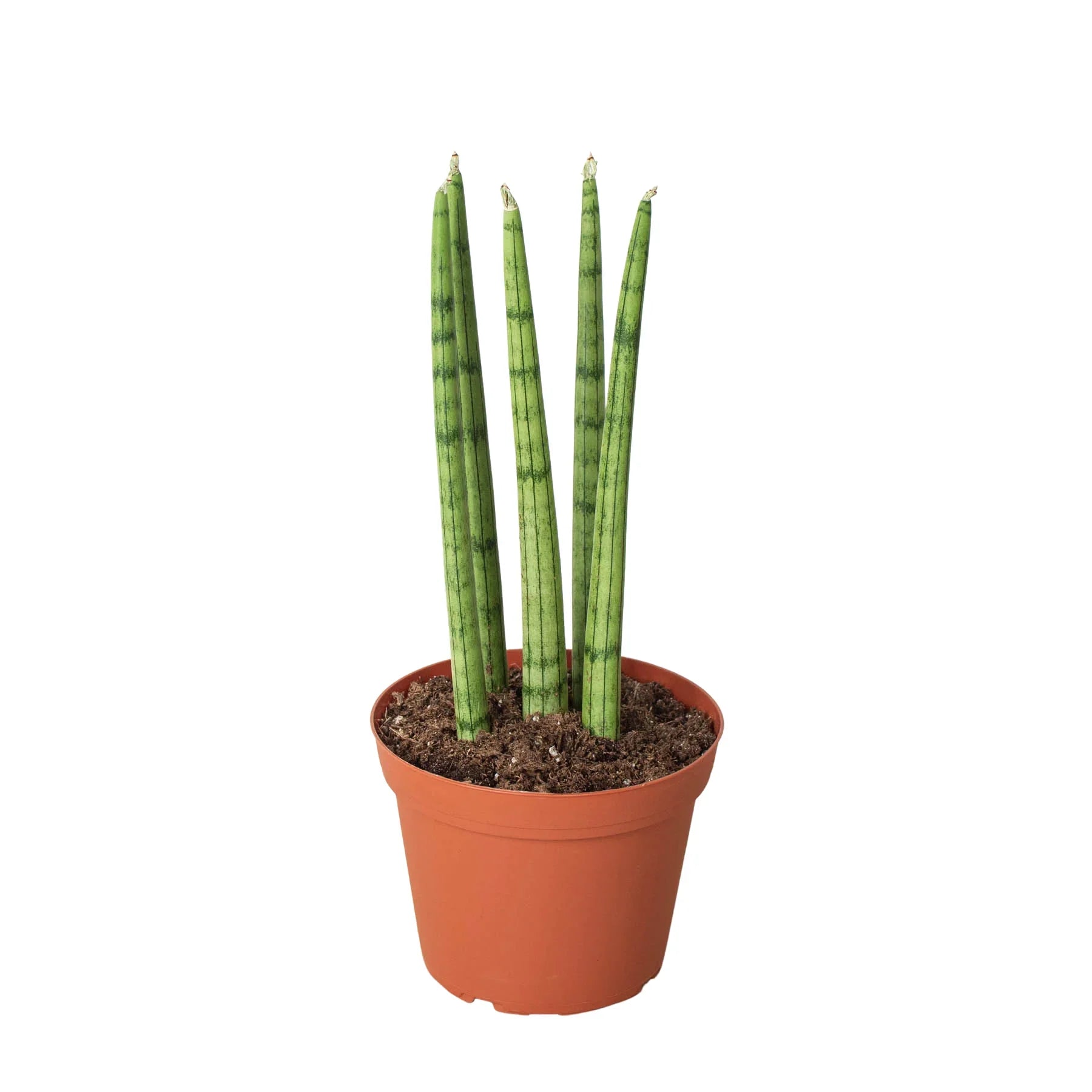 Snake Plant Cylindrica - Holiday Corner