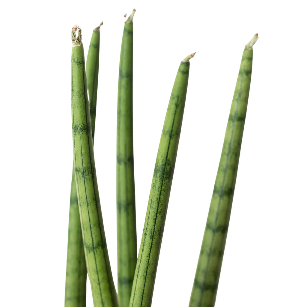 Snake Plant Cylindrica - Holiday Corner