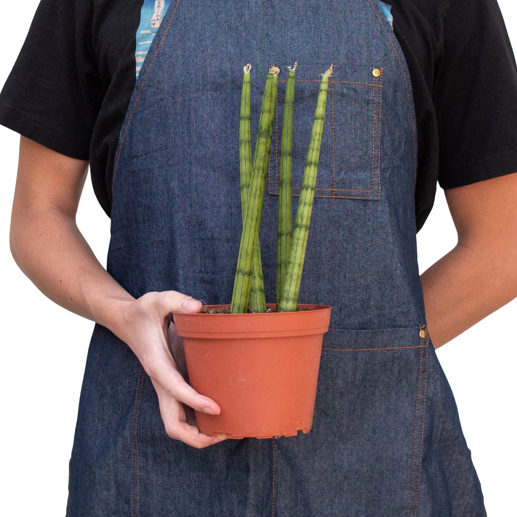 Snake Plant Cylindrica - Holiday Corner