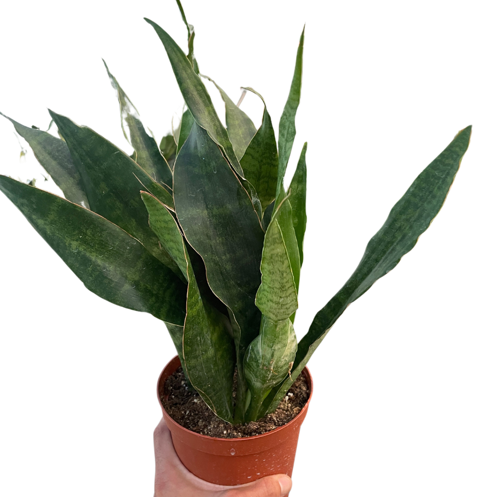 Snake Plant 'Jaboa' - Holiday Corner