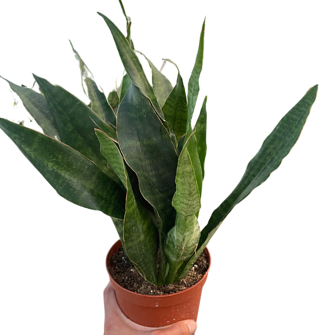 Snake Plant 'Jaboa' - Holiday Corner