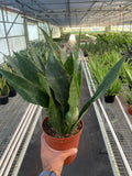 Snake Plant 'Jaboa' - Holiday Corner