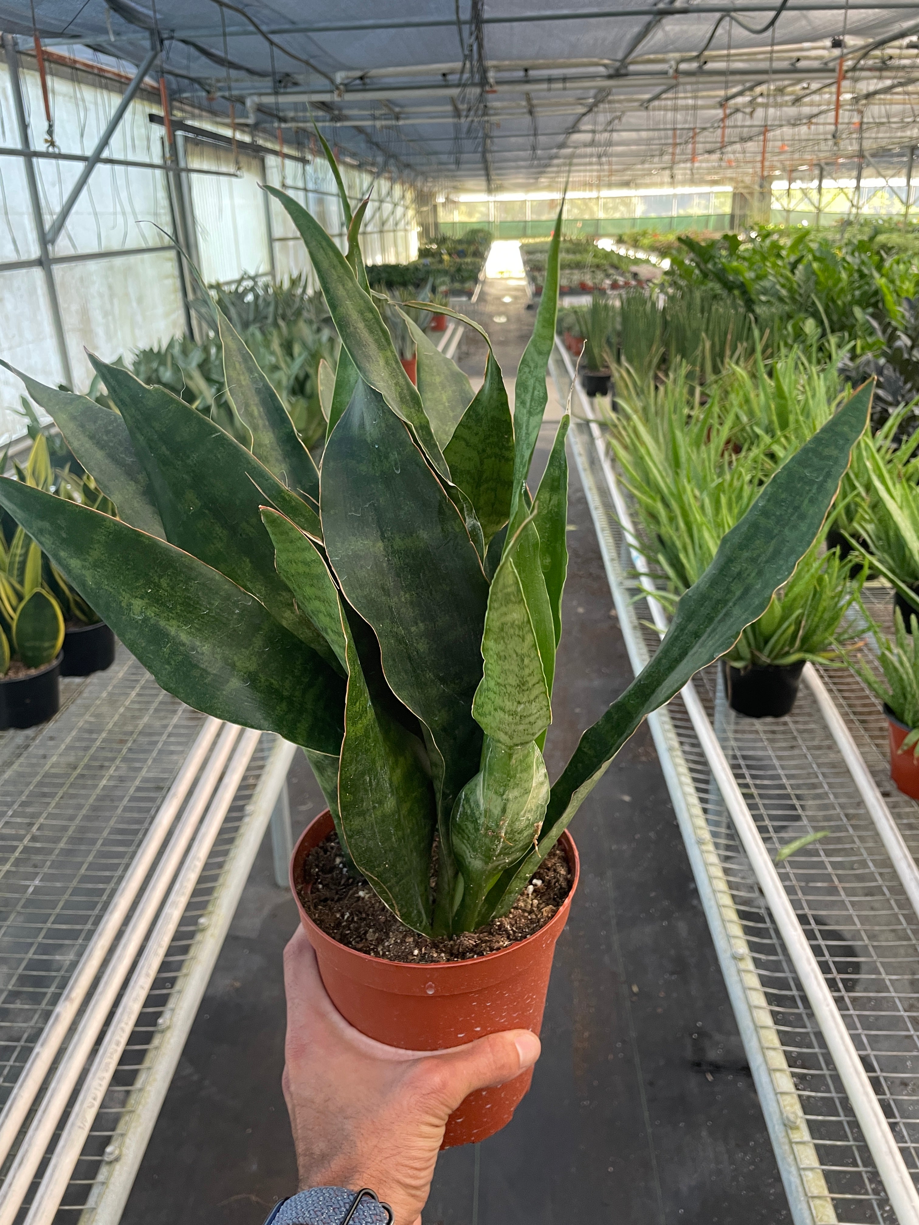 Snake Plant 'Jaboa' - Holiday Corner