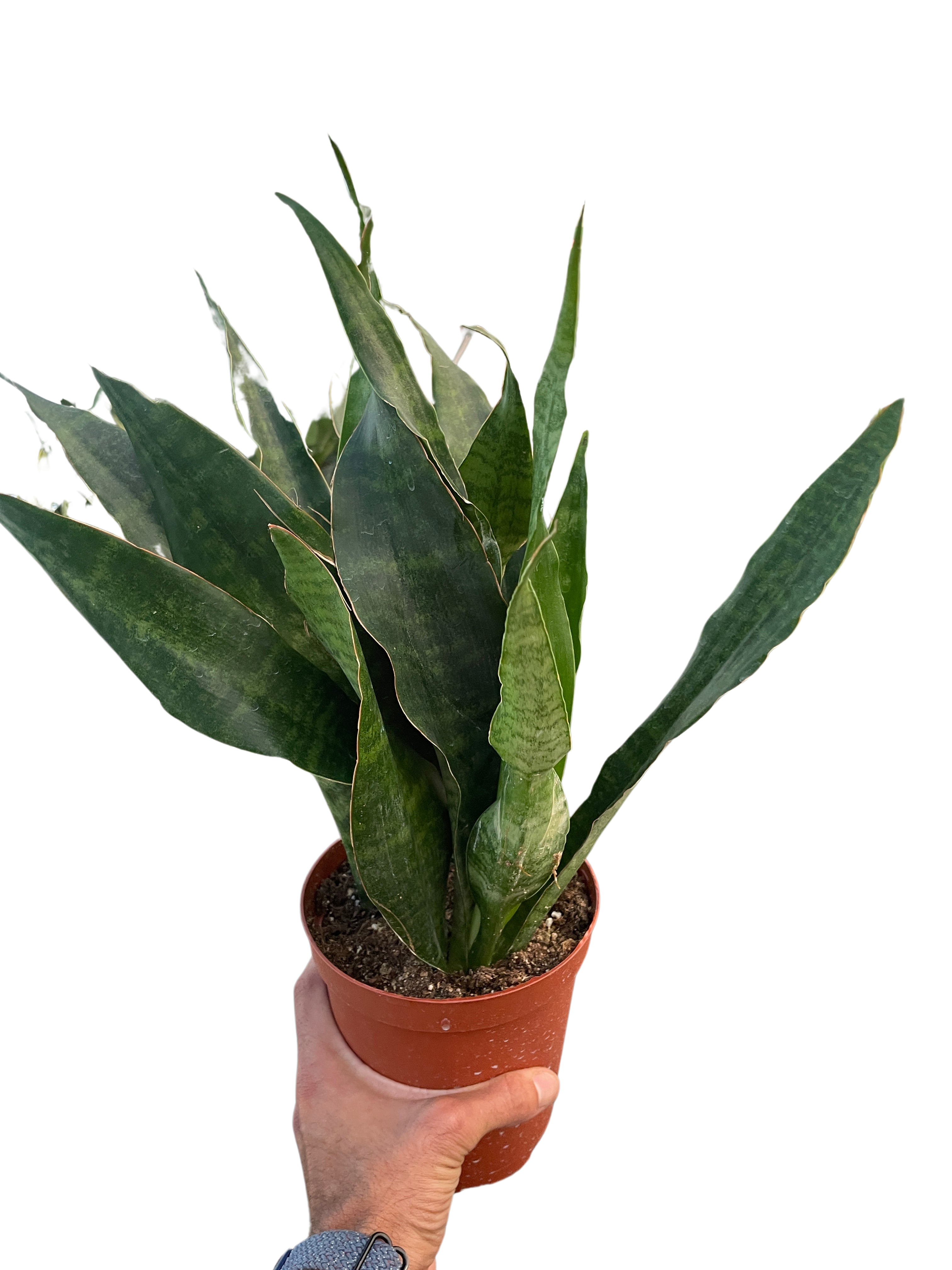 Snake Plant 'Jaboa' - Holiday Corner