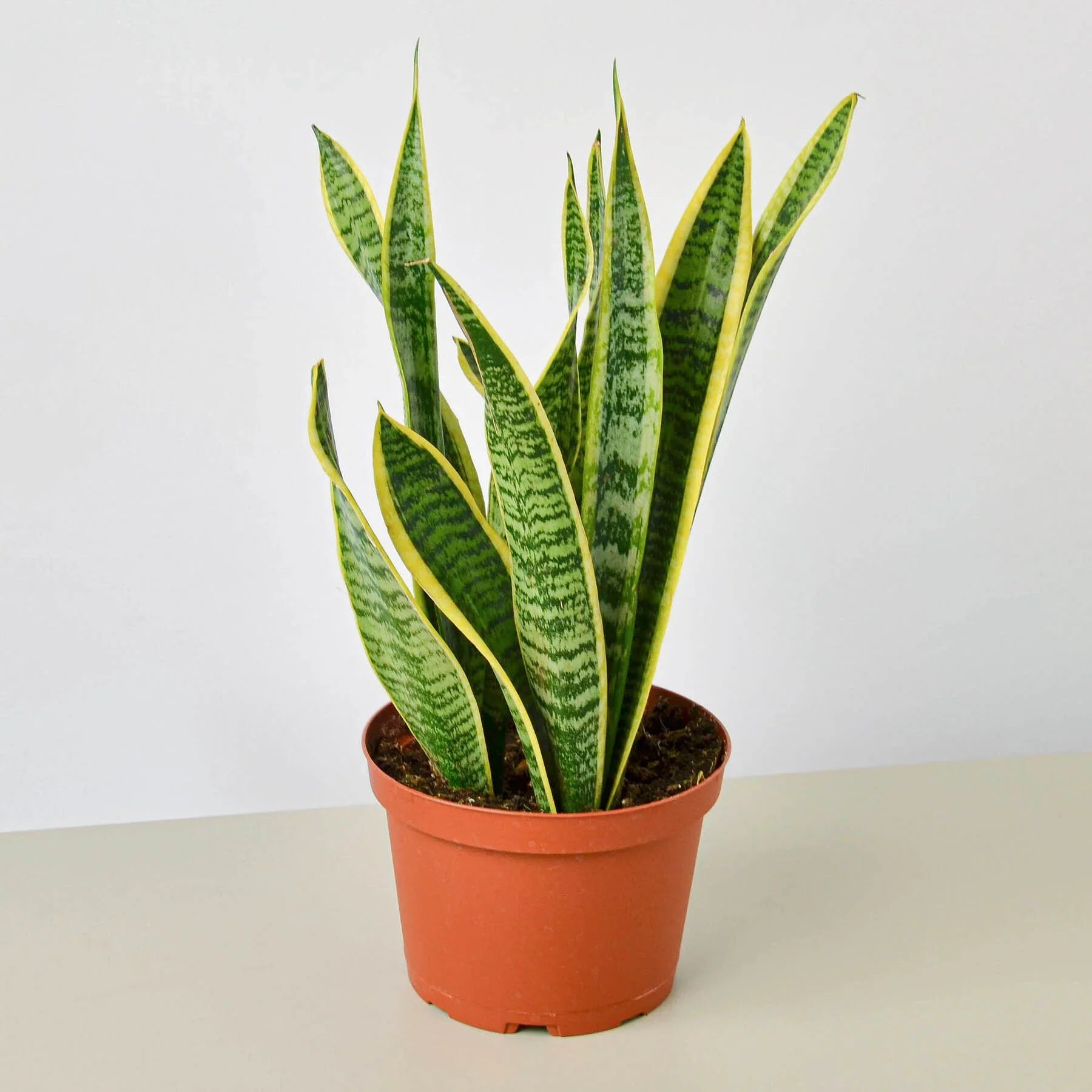 Snake Plant Laurentii - Holiday Corner