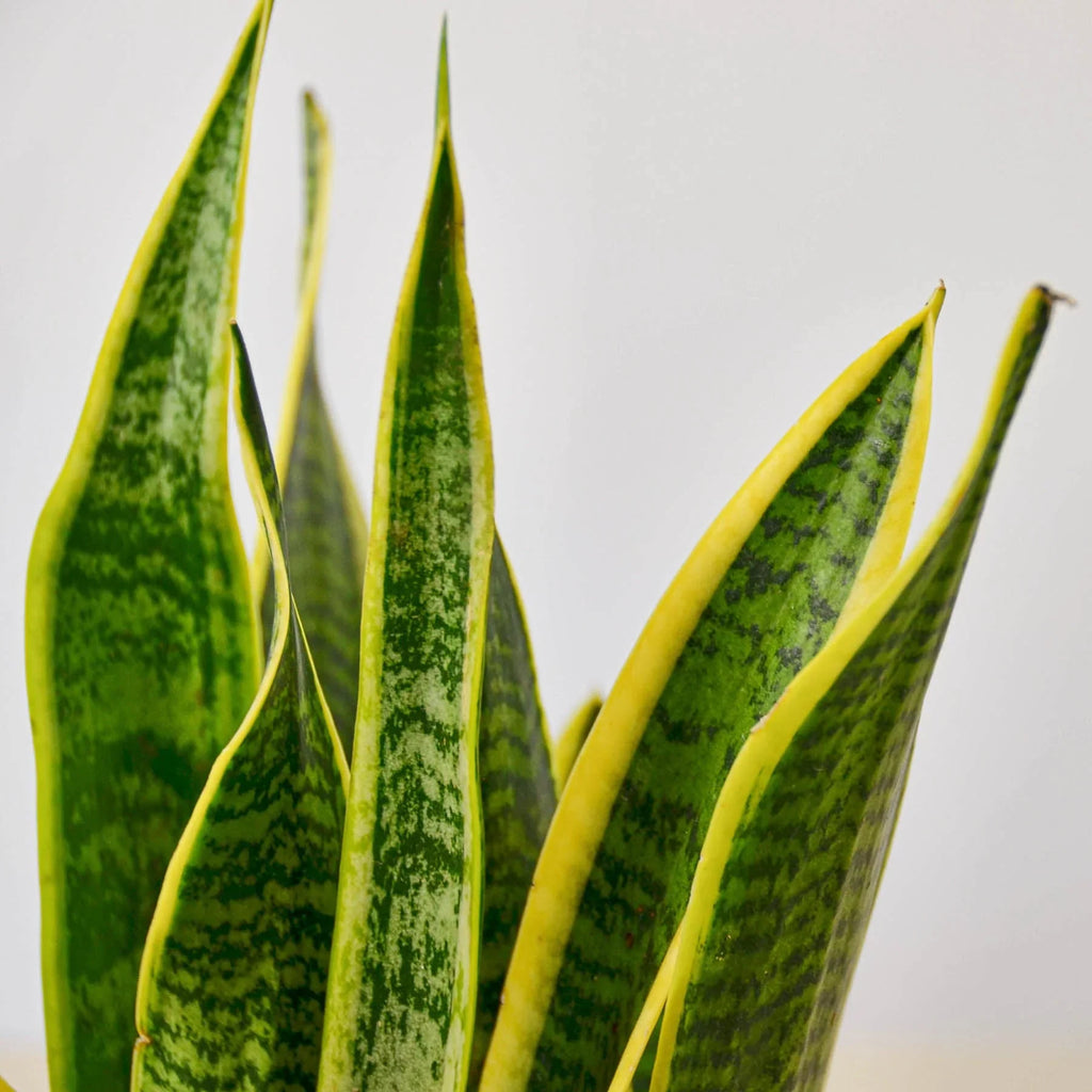 Snake Plant Laurentii - Holiday Corner