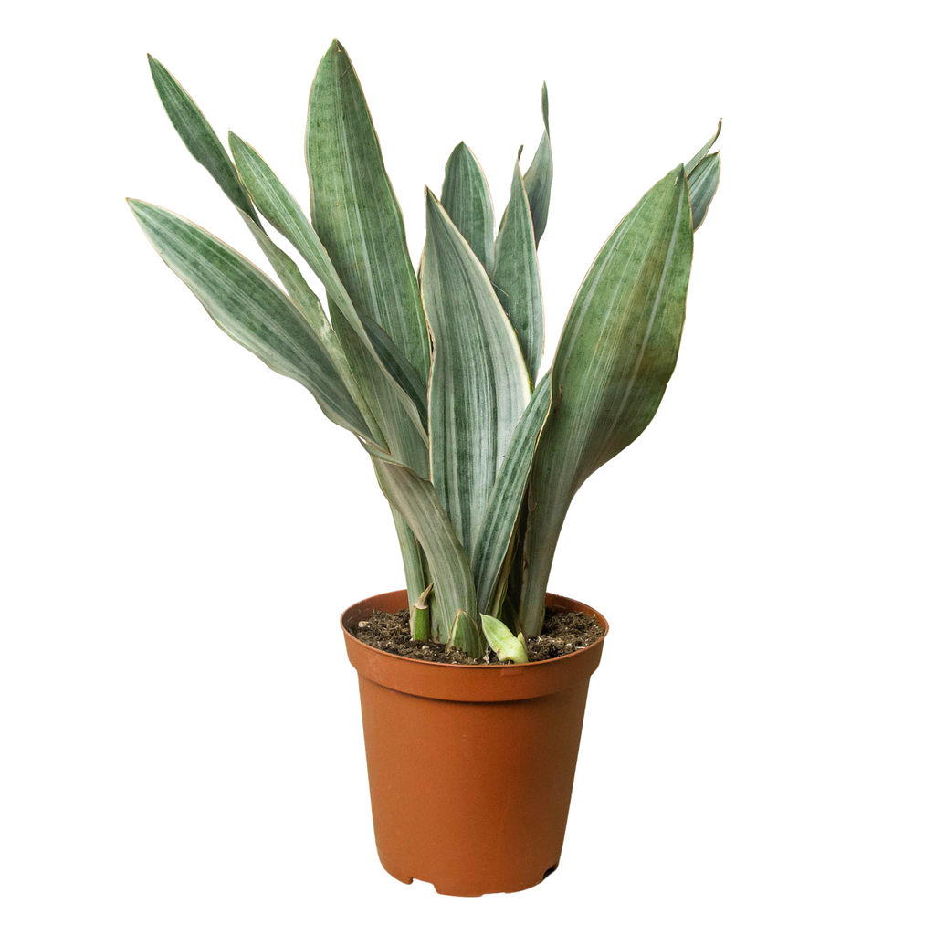 Snake Plant 'Sayuri' - Holiday Corner