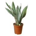 Snake Plant 'Sayuri' - Holiday Corner