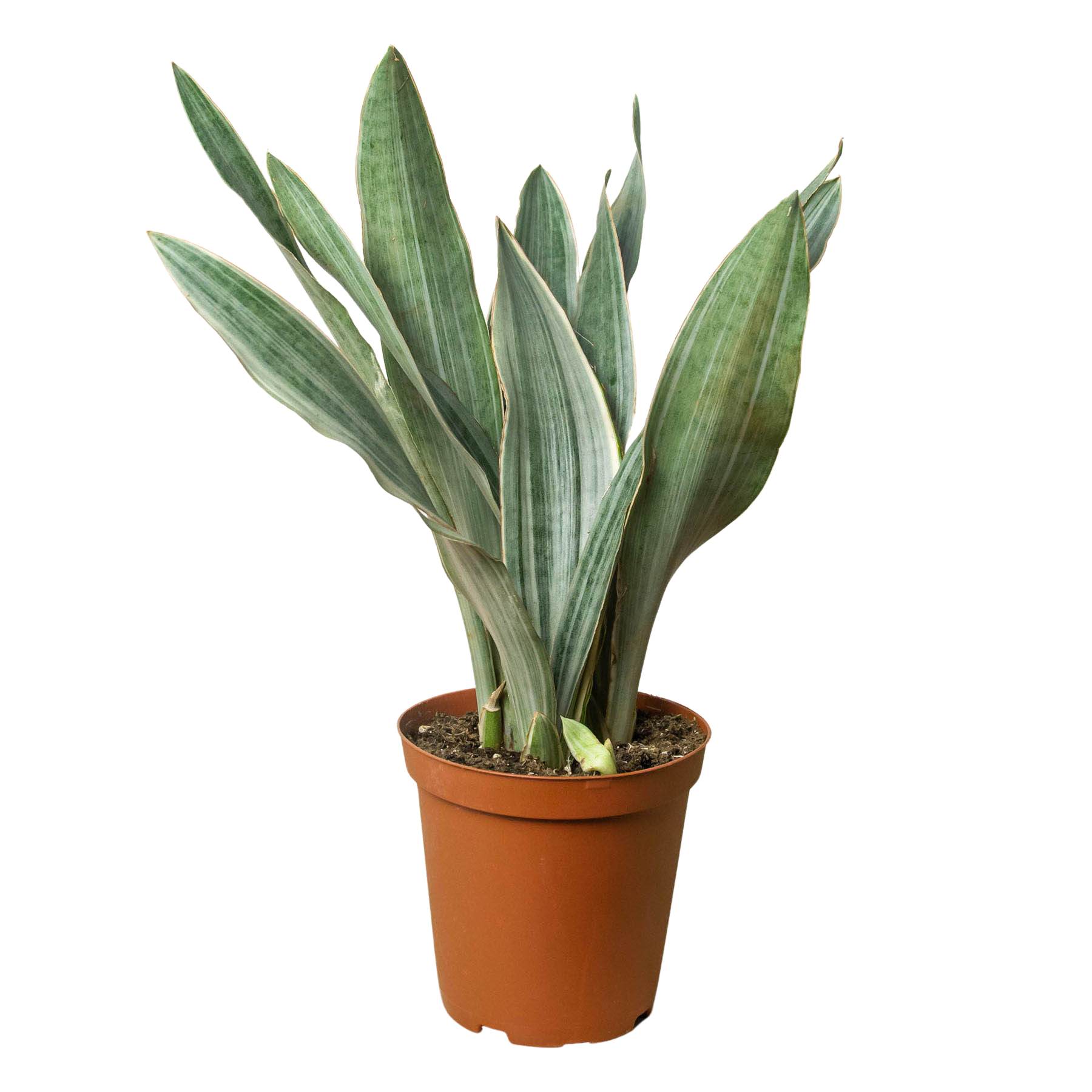 Snake Plant 'Sayuri' - Holiday Corner