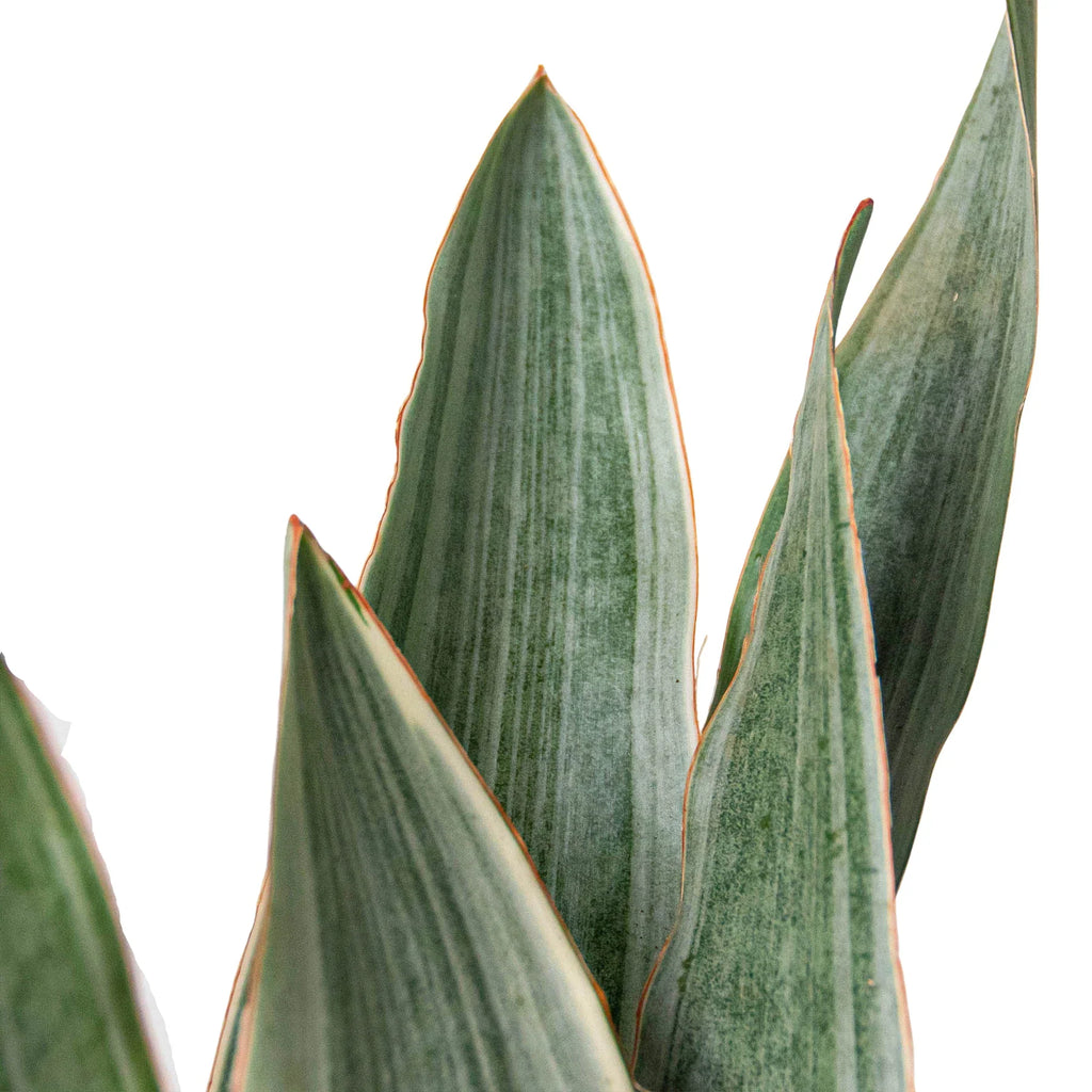 Snake Plant 'Sayuri' - Holiday Corner