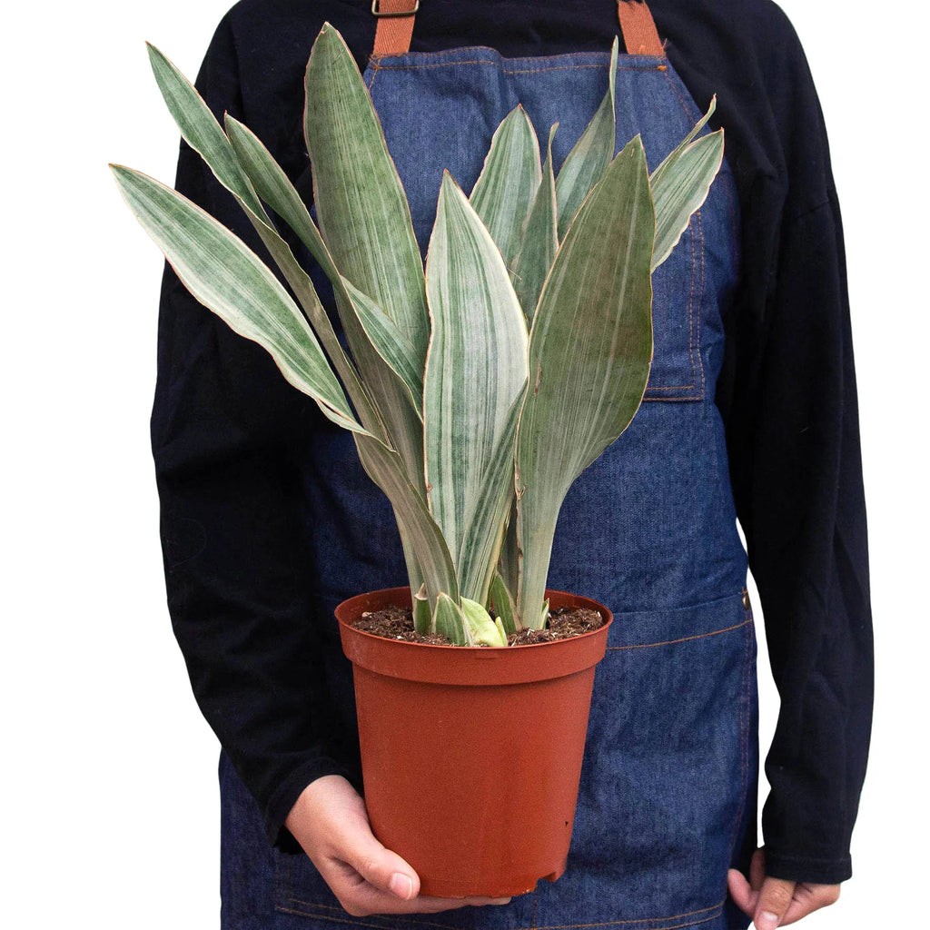 Snake Plant 'Sayuri' - Holiday Corner