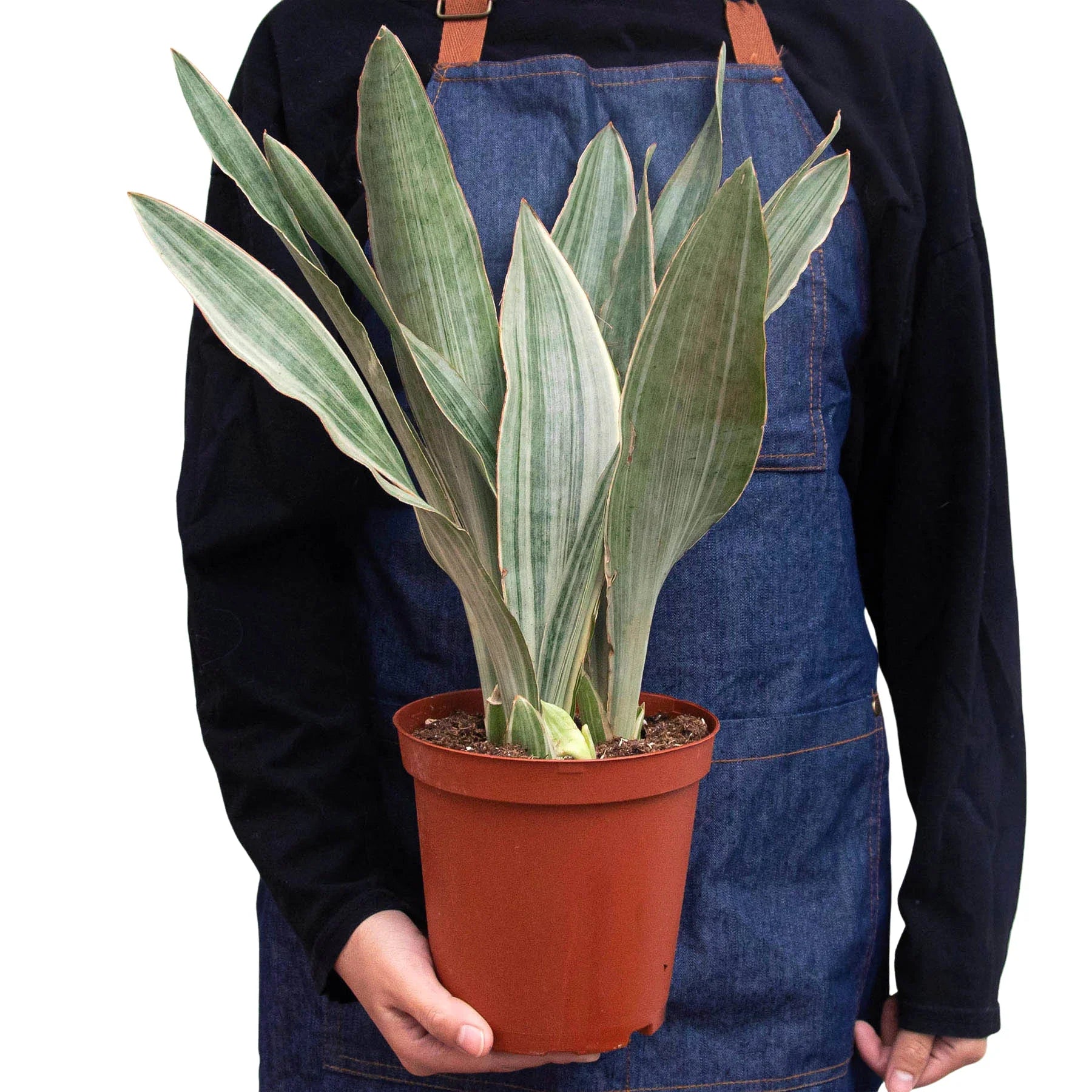 Snake Plant 'Sayuri' - Holiday Corner