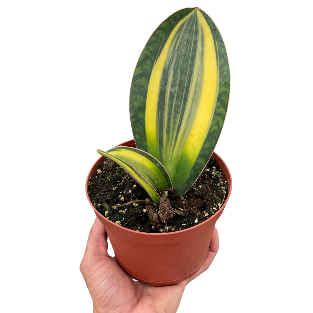 Variegated Shark Fin Snake Plant - Holiday Corner