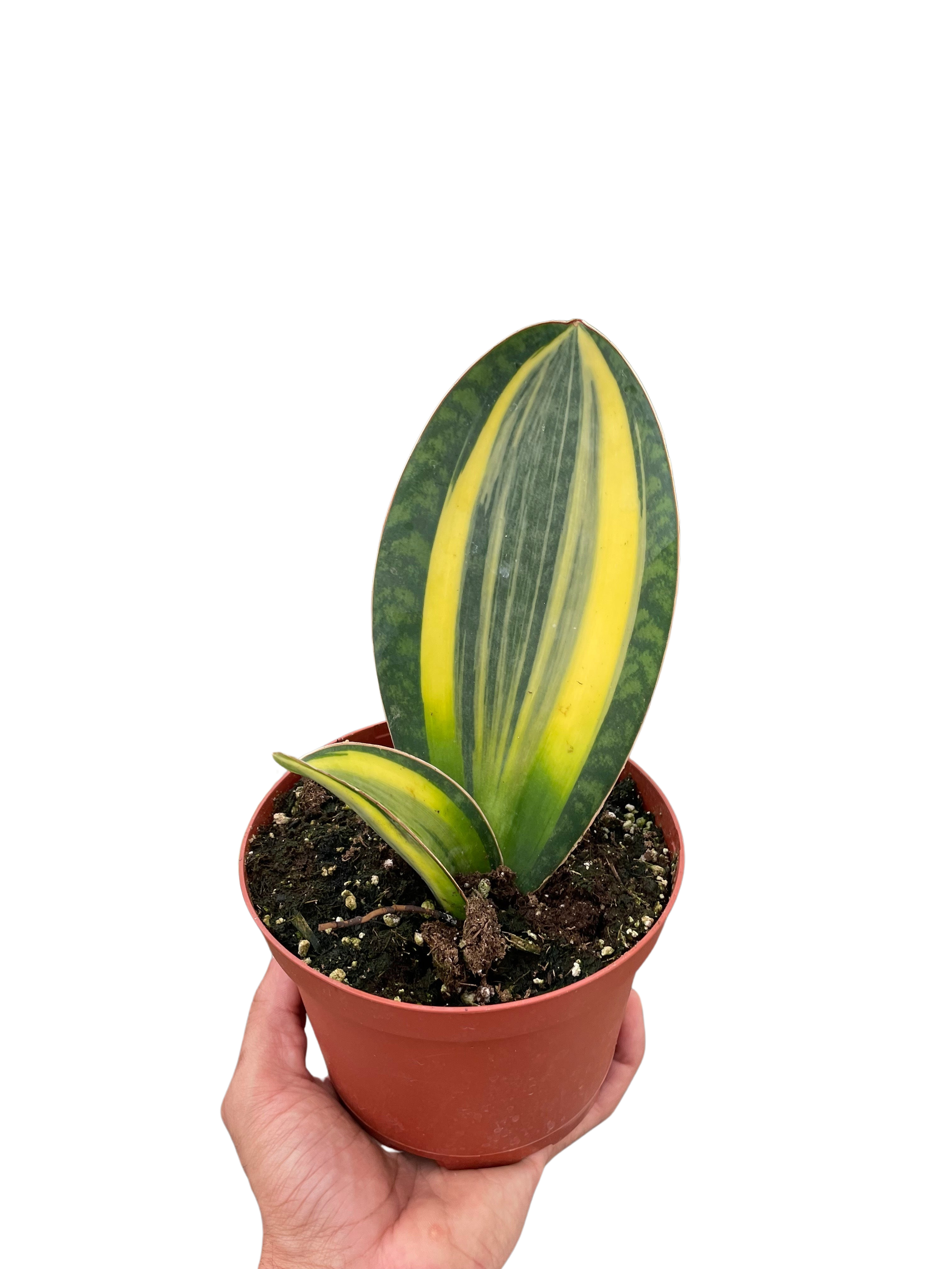 Variegated Shark Fin Snake Plant - Holiday Corner
