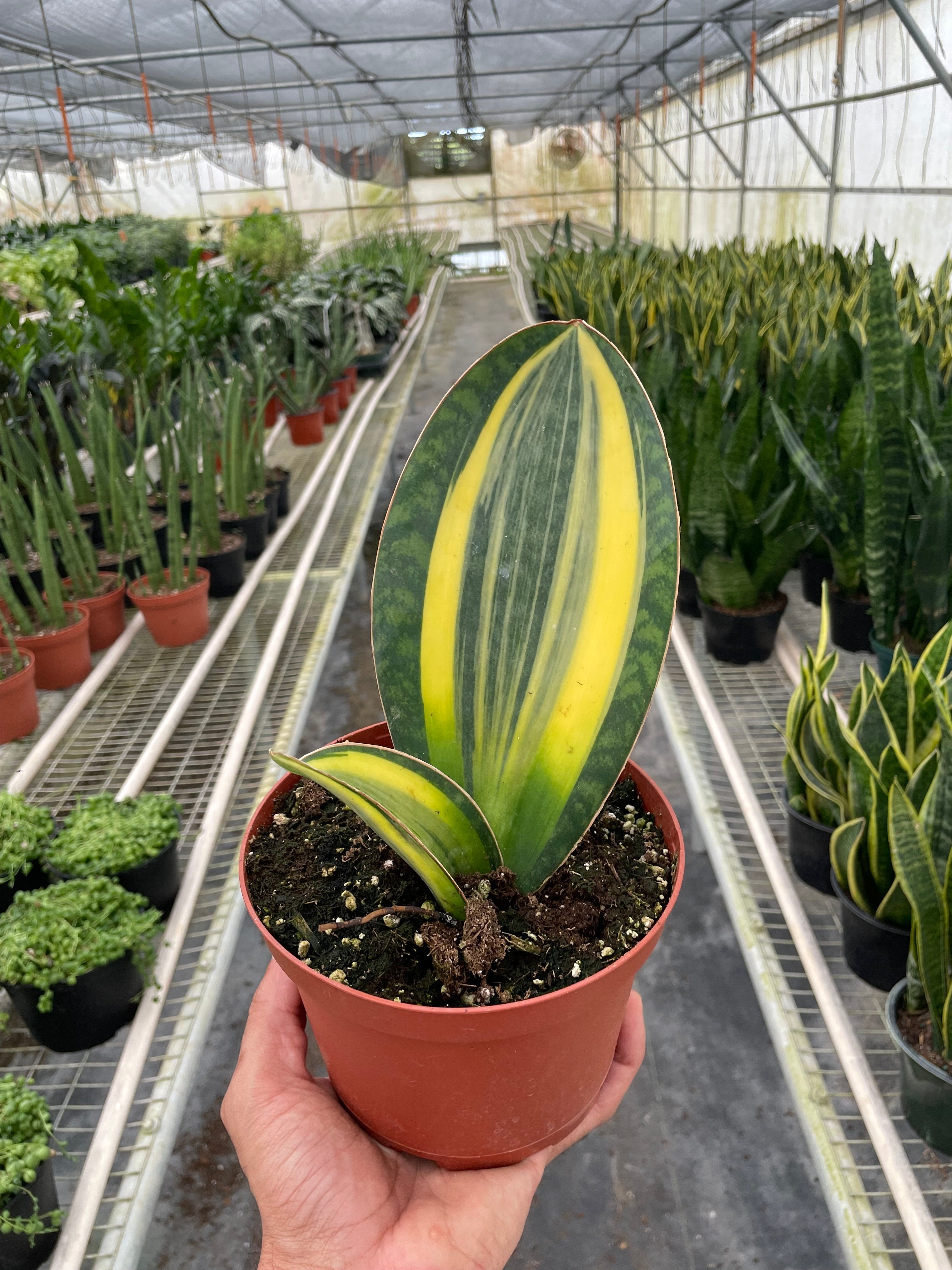 Variegated Shark Fin Snake Plant - Holiday Corner