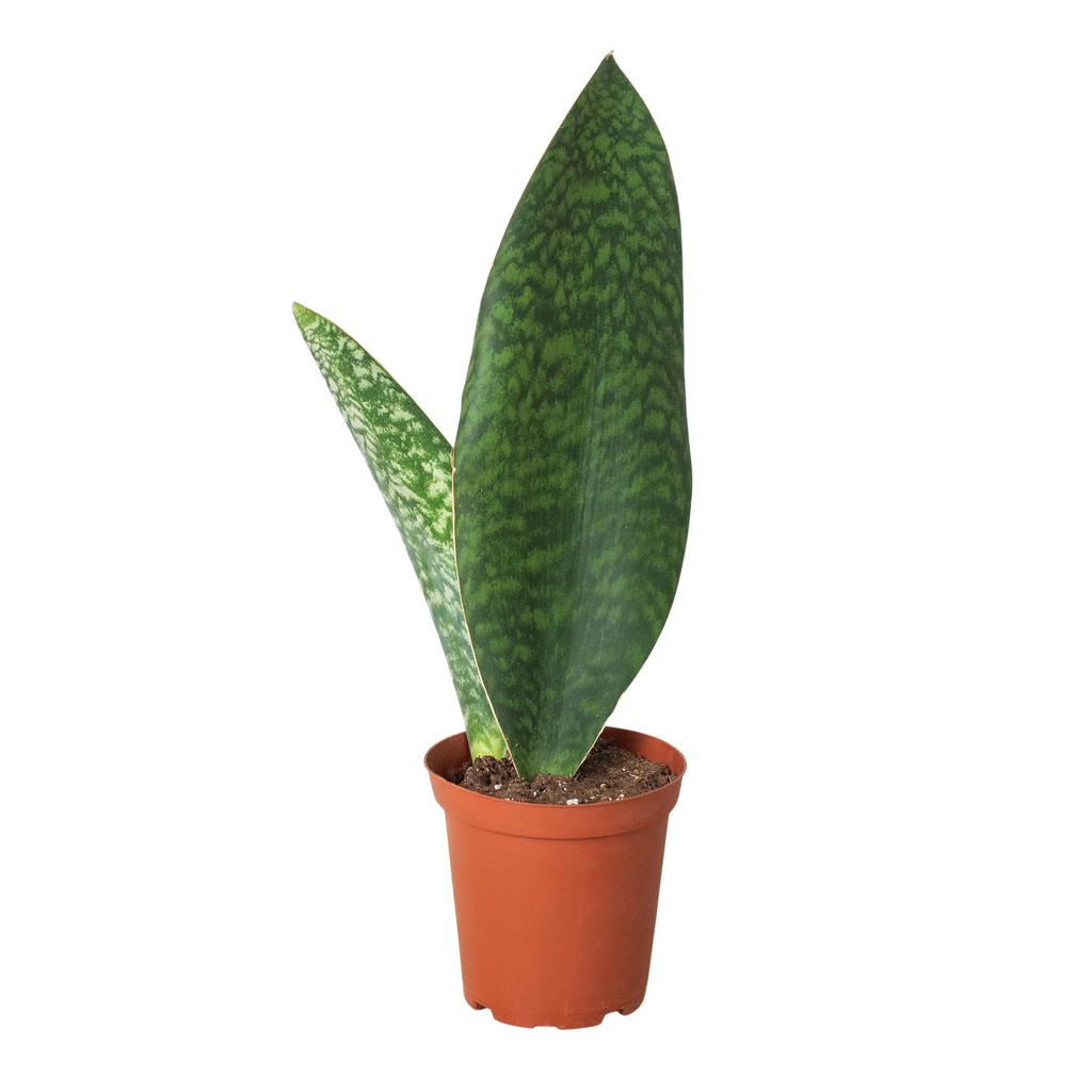 Shark Fin Snake Plant - Holiday Corner