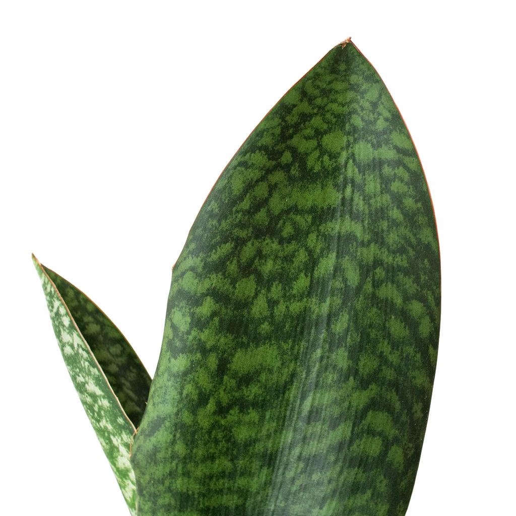 Shark Fin Snake Plant - Holiday Corner
