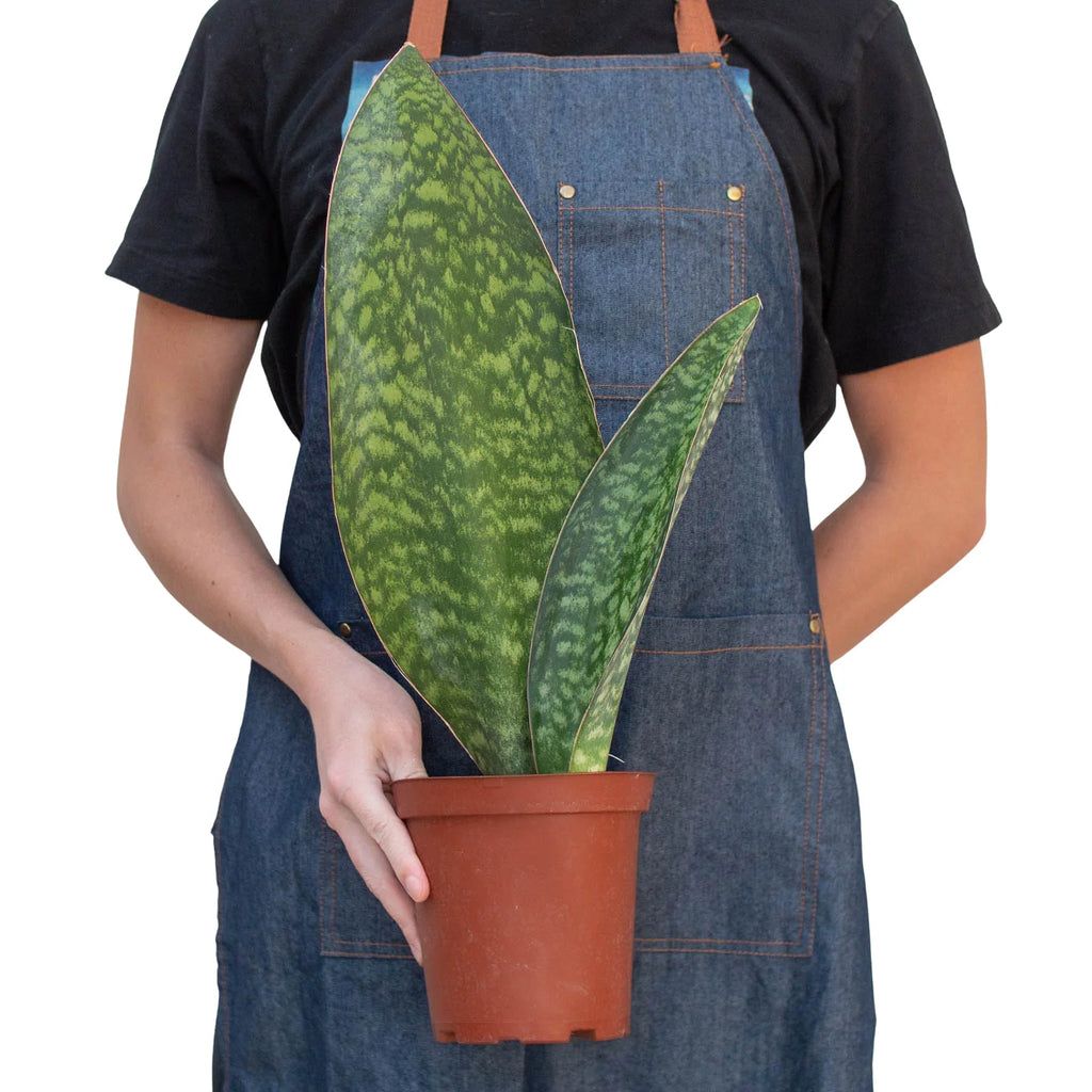 Shark Fin Snake Plant - Holiday Corner