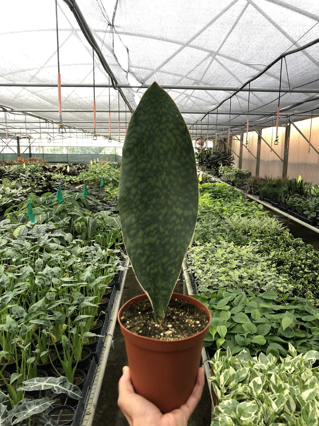 Shark Fin Snake Plant - Holiday Corner