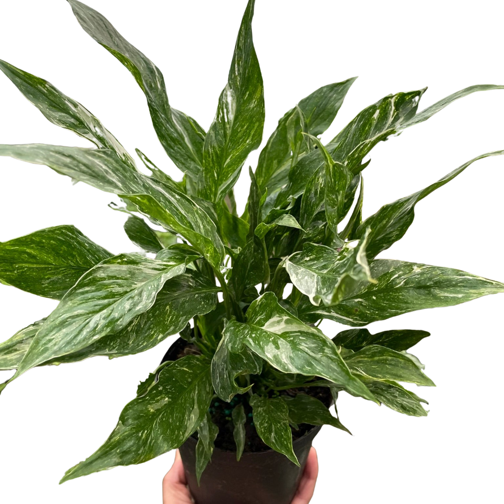Variegated Spathiphyllum 'Domino' - Holiday Corner