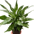 Variegated Spathiphyllum 'Domino' - Holiday Corner
