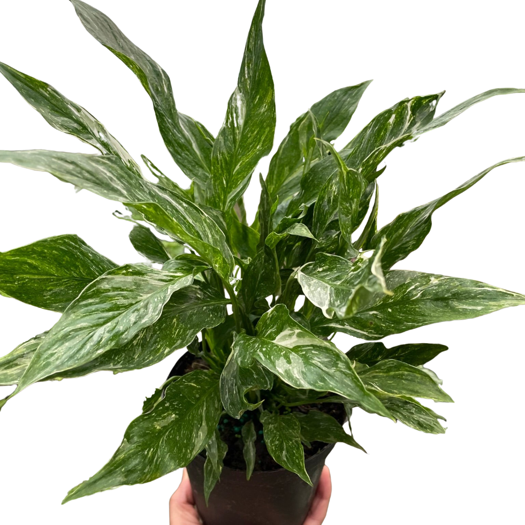 Variegated Spathiphyllum 'Domino' - Holiday Corner