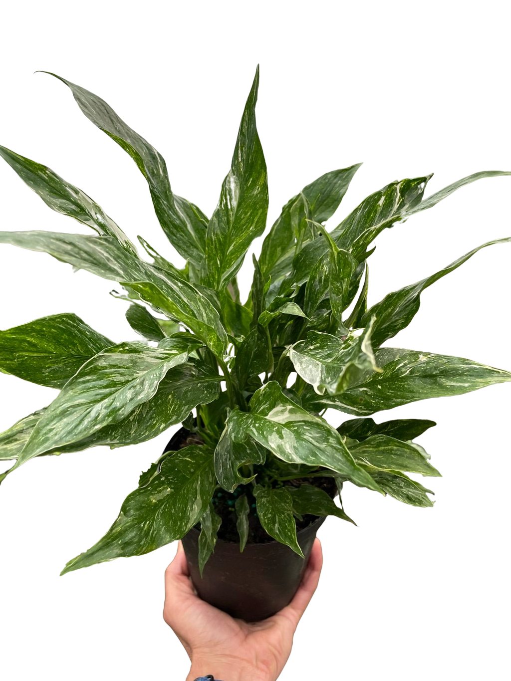 Variegated Spathiphyllum 'Domino' - Holiday Corner