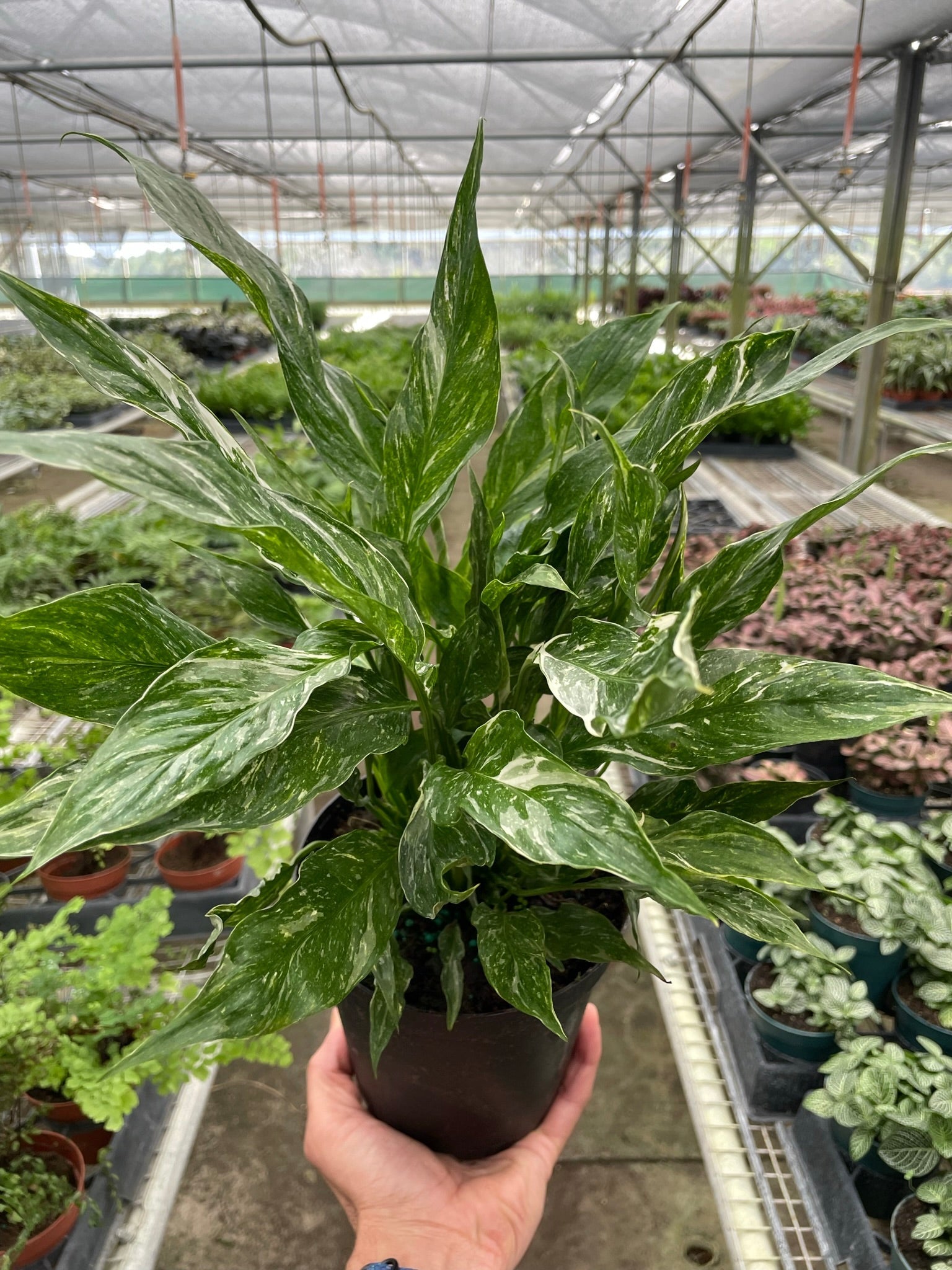 Variegated Spathiphyllum 'Domino' - Holiday Corner