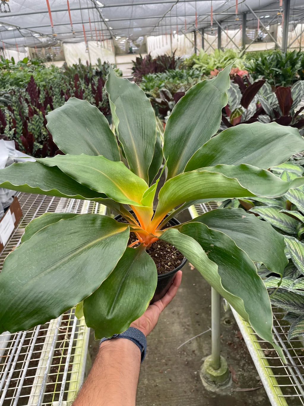 Spider Plant 'Fire Flash' - Holiday Corner