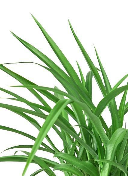 Spider Plant 'Green' - Holiday Corner