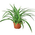 Spider Plant 'Green' - Holiday Corner
