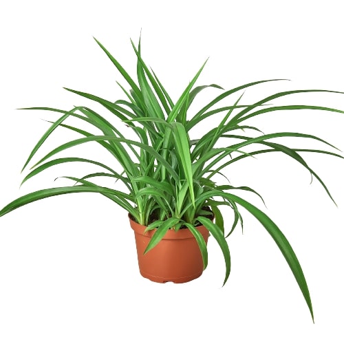 Spider Plant 'Green' - Holiday Corner