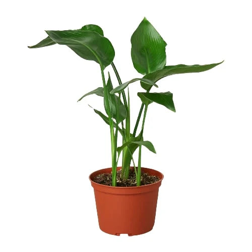 White Bird of Paradise 'Strelitzia Nicolai' - Holiday Corner