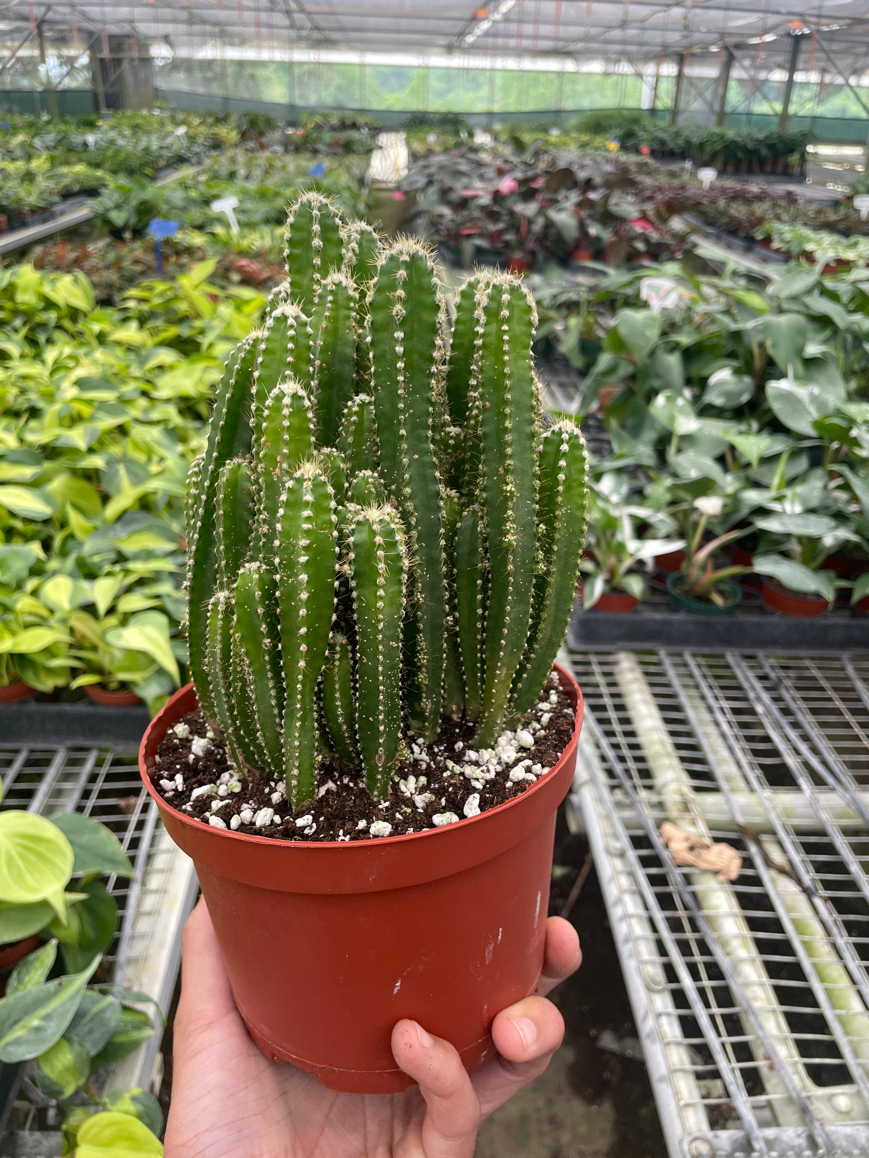 Fairy Castle Cactus - Holiday Corner
