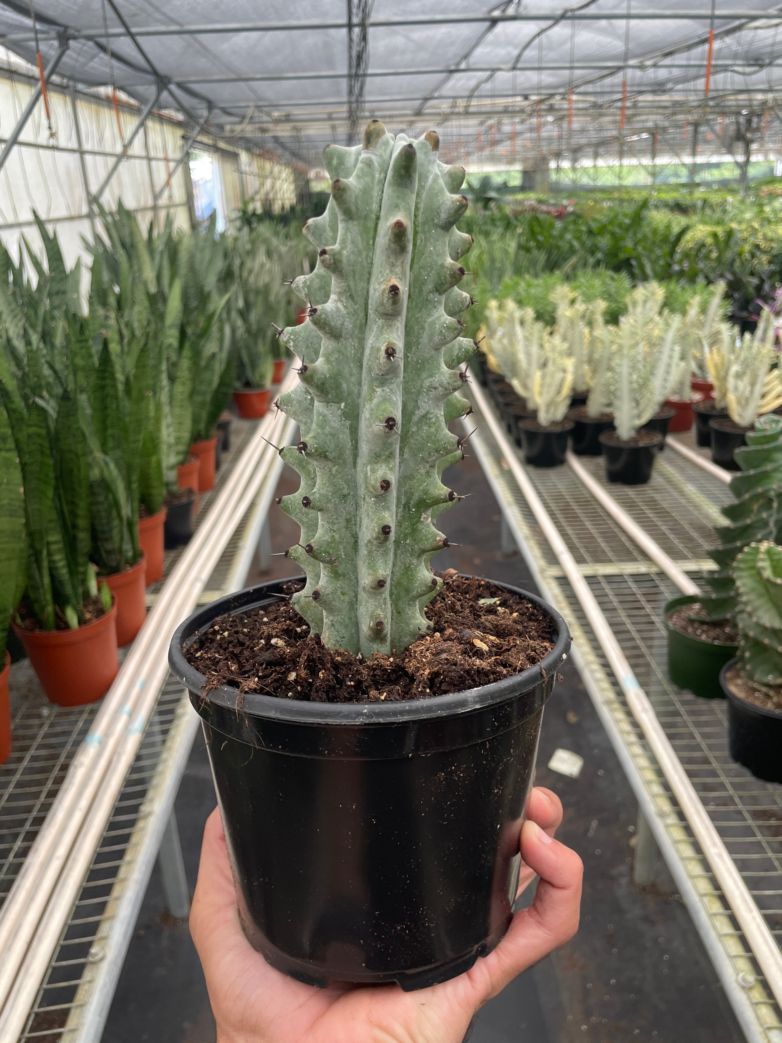 Succulent Cactus Ghost White Boobie - Holiday Corner