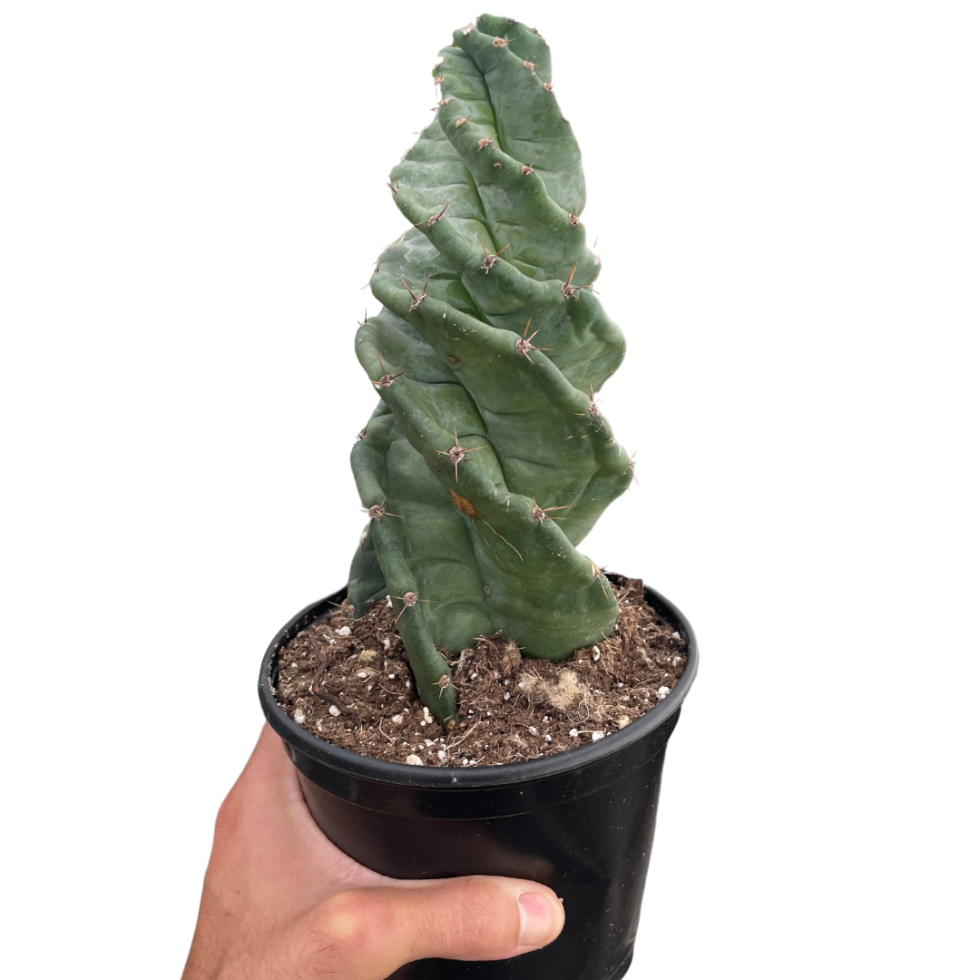 Cereus forbesii 'Spiralis' - Holiday Corner