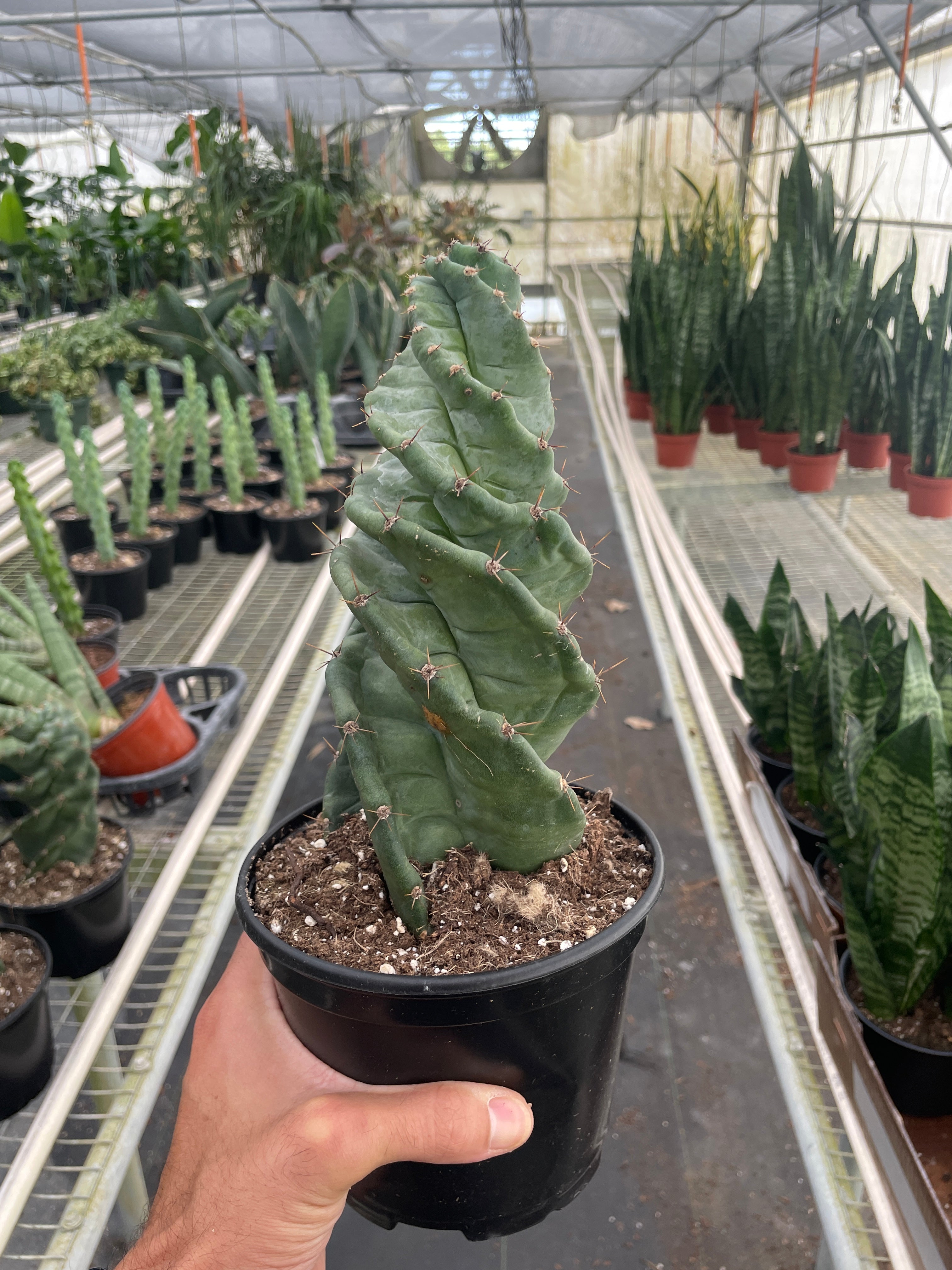 Cereus forbesii 'Spiralis' - Holiday Corner