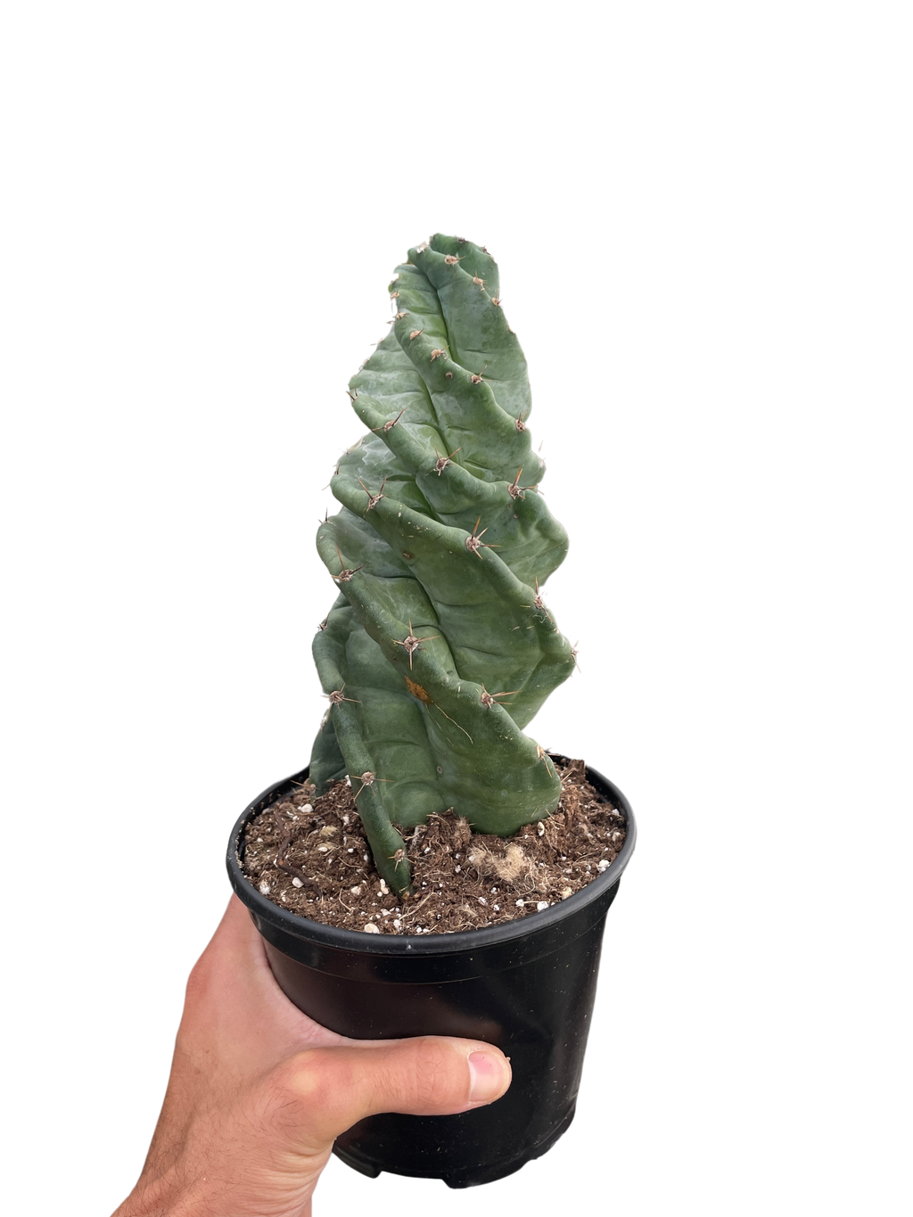 Cereus forbesii 'Spiralis' - Holiday Corner