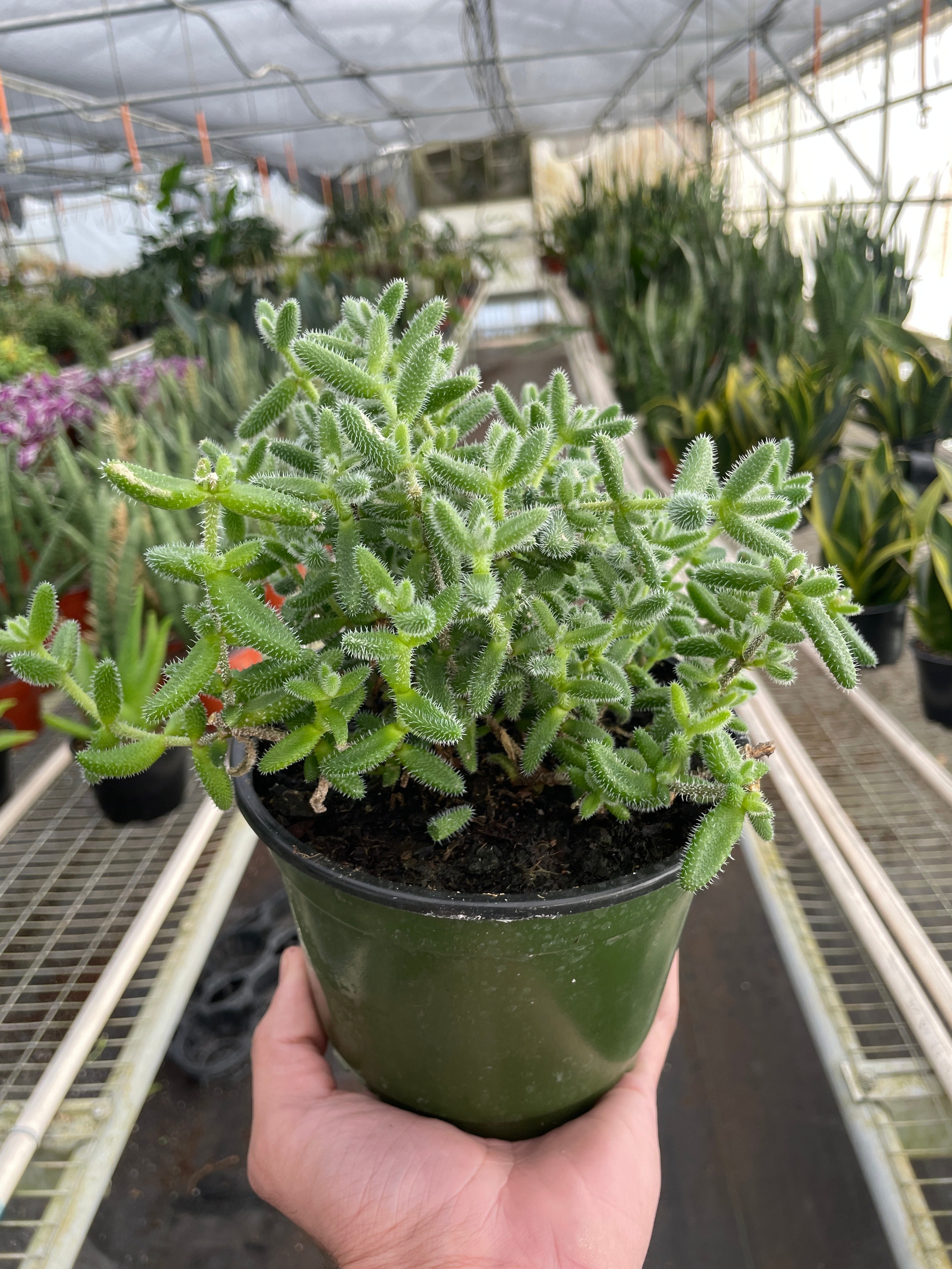 Delosperma echinatum 'Pickle Plant' - Holiday Corner