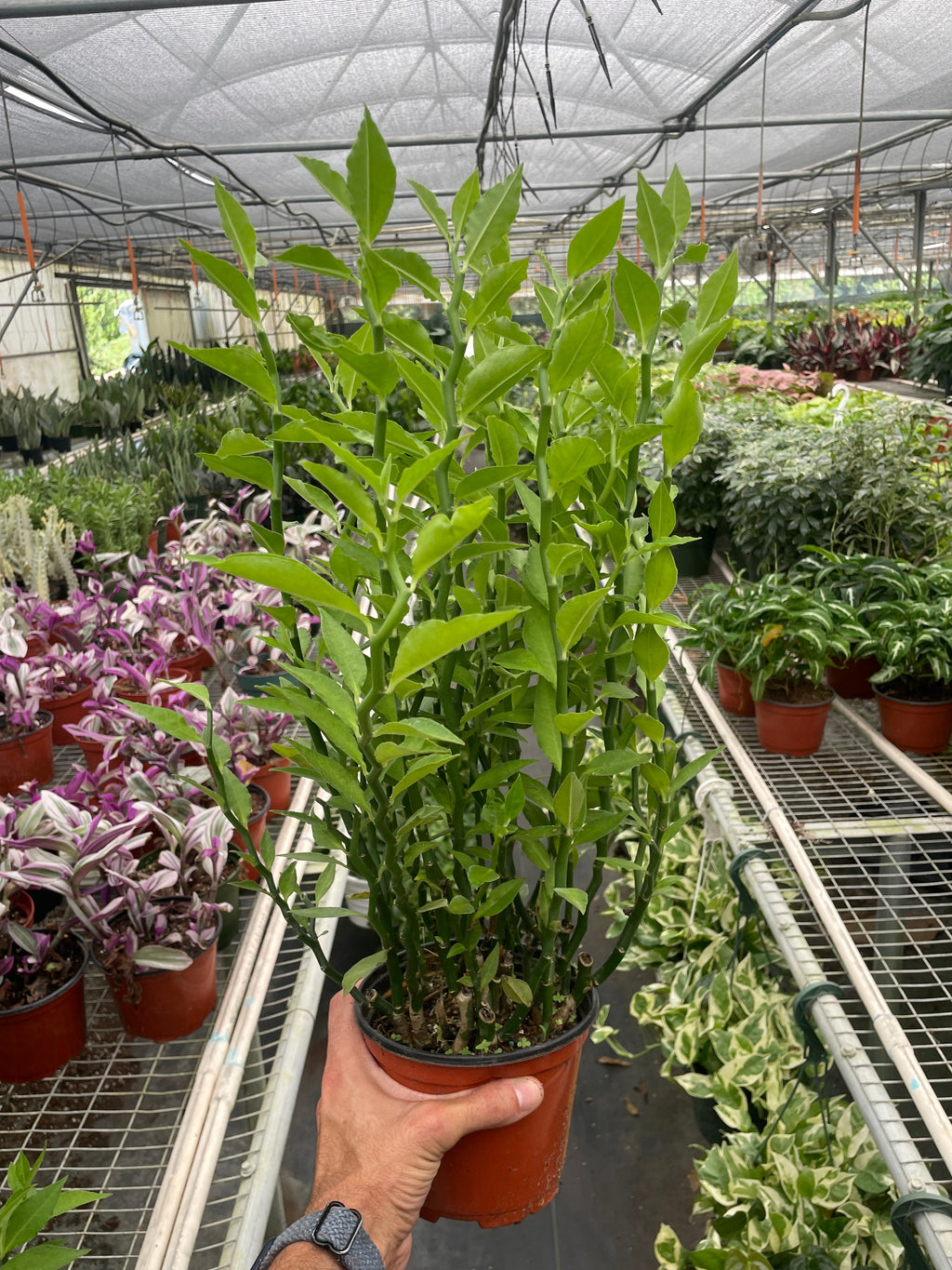 Devil's Backbone Euphorbia - Holiday Corner