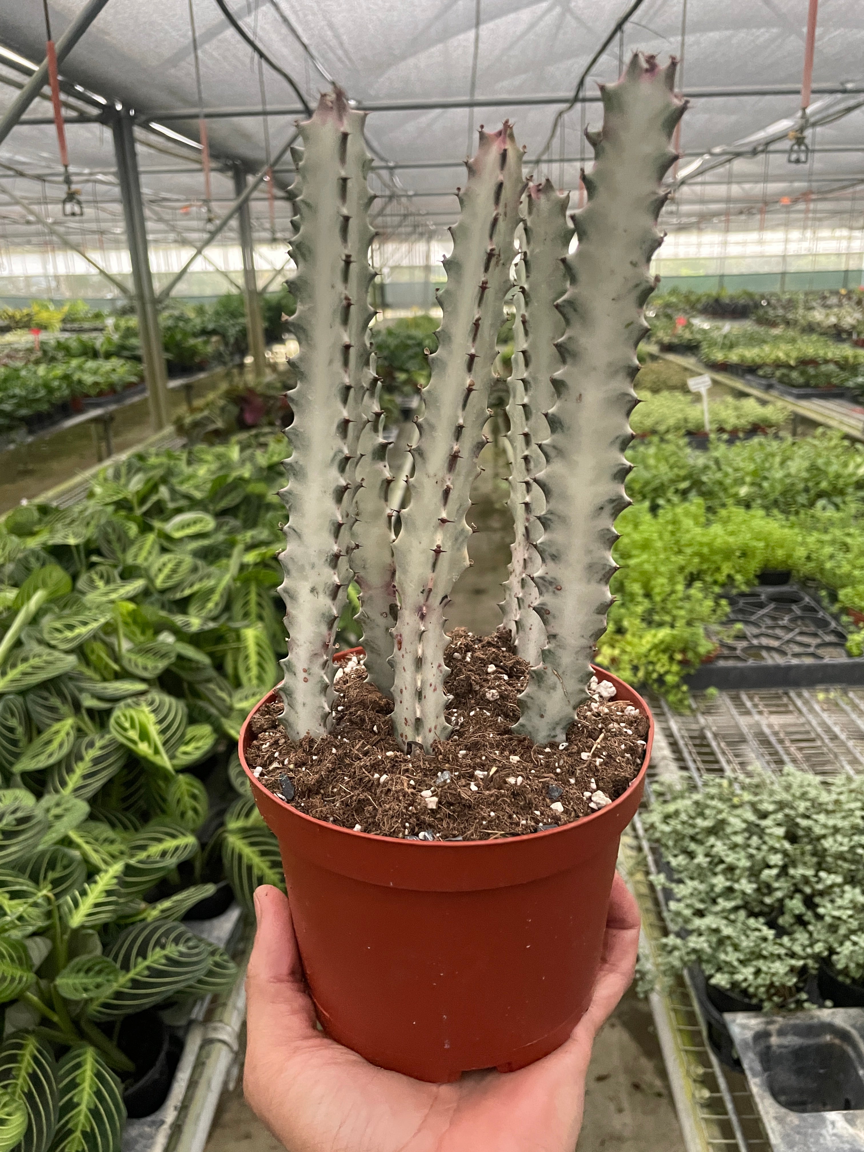 Succulent Euphorbia 'Dragon Bone' - Holiday Corner