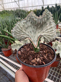 Succulent Euphorbia Lactea Ghost - Holiday Corner