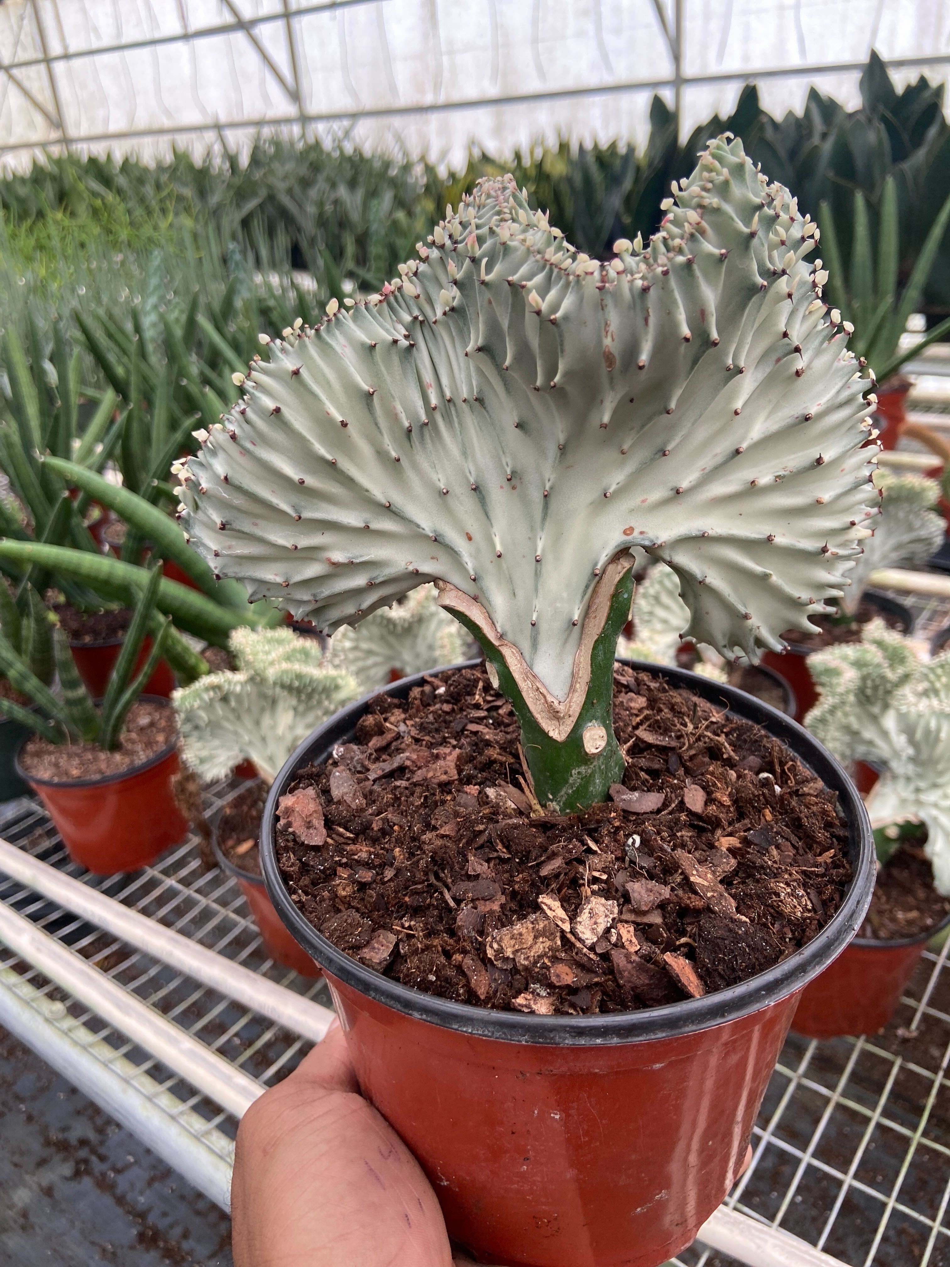 Succulent Euphorbia Lactea Ghost - Holiday Corner