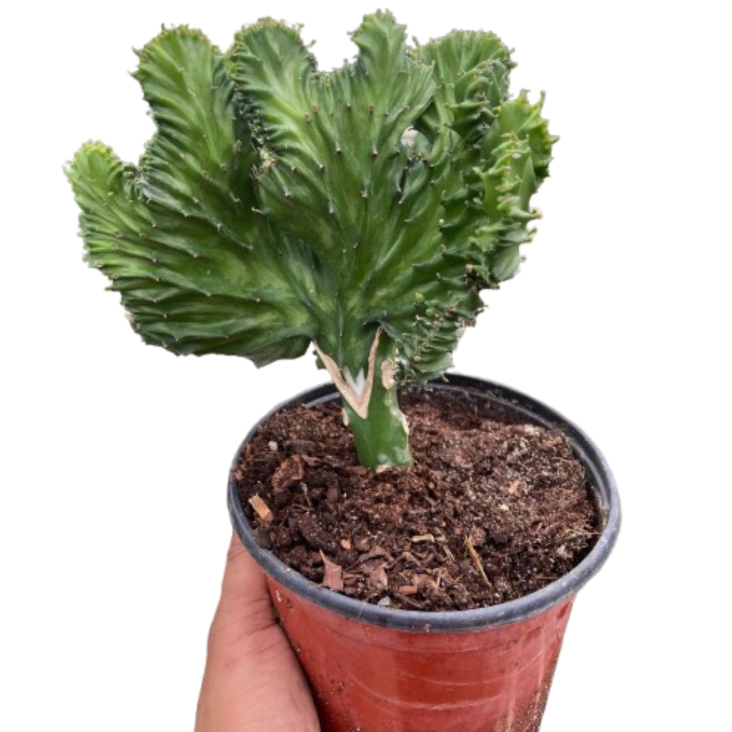 Succulent Euphorbia Lactea Mermaid Tail - Holiday Corner
