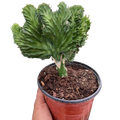 Succulent Euphorbia Lactea Mermaid Tail - Holiday Corner
