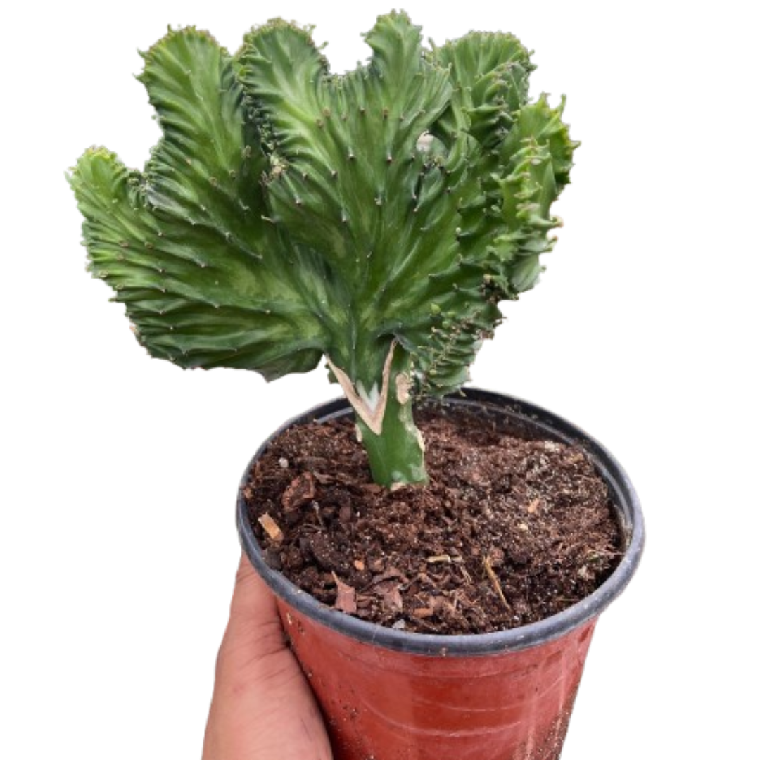 Succulent Euphorbia Lactea Mermaid Tail - Holiday Corner