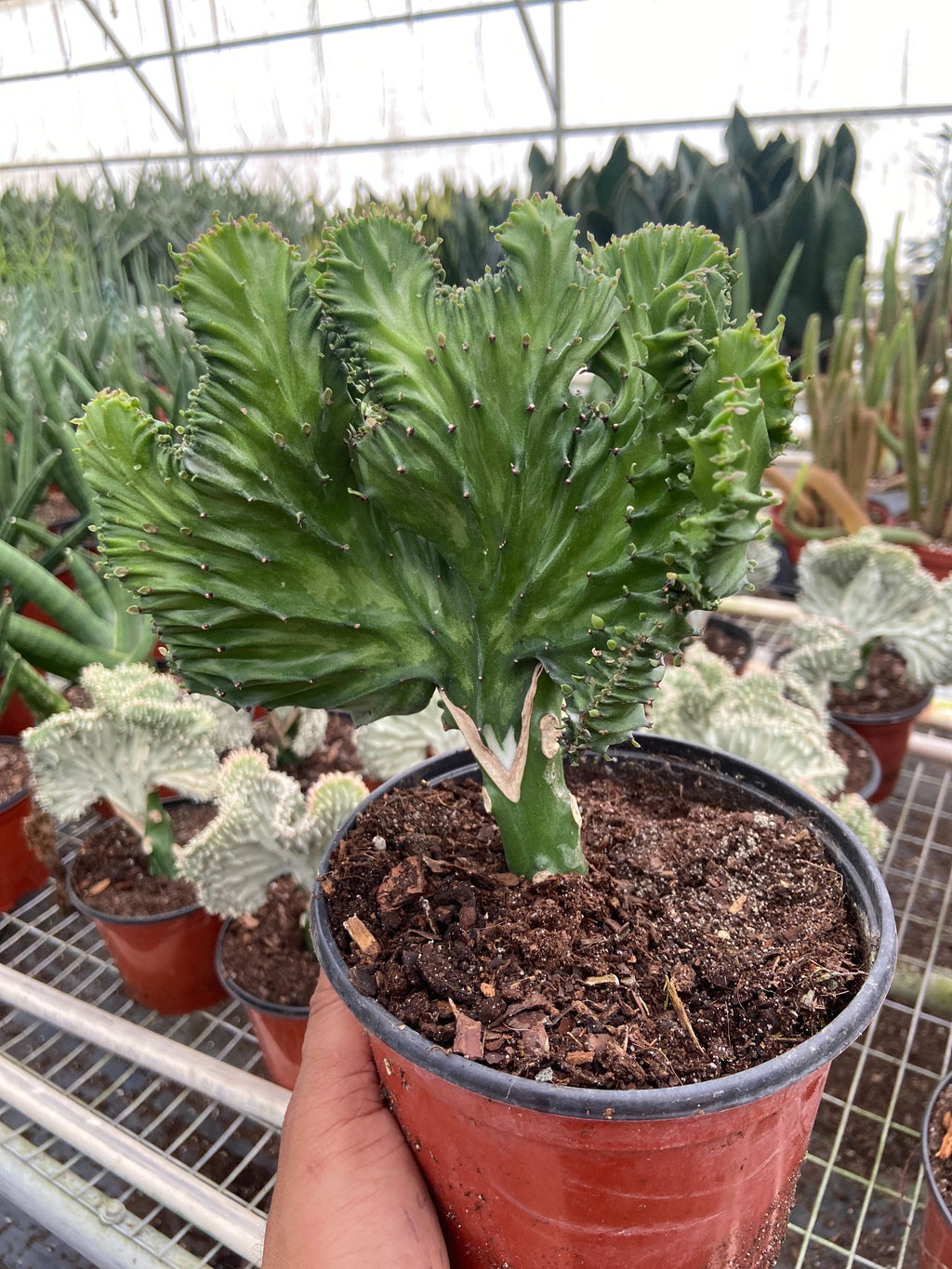 Succulent Euphorbia Lactea Mermaid Tail - Holiday Corner