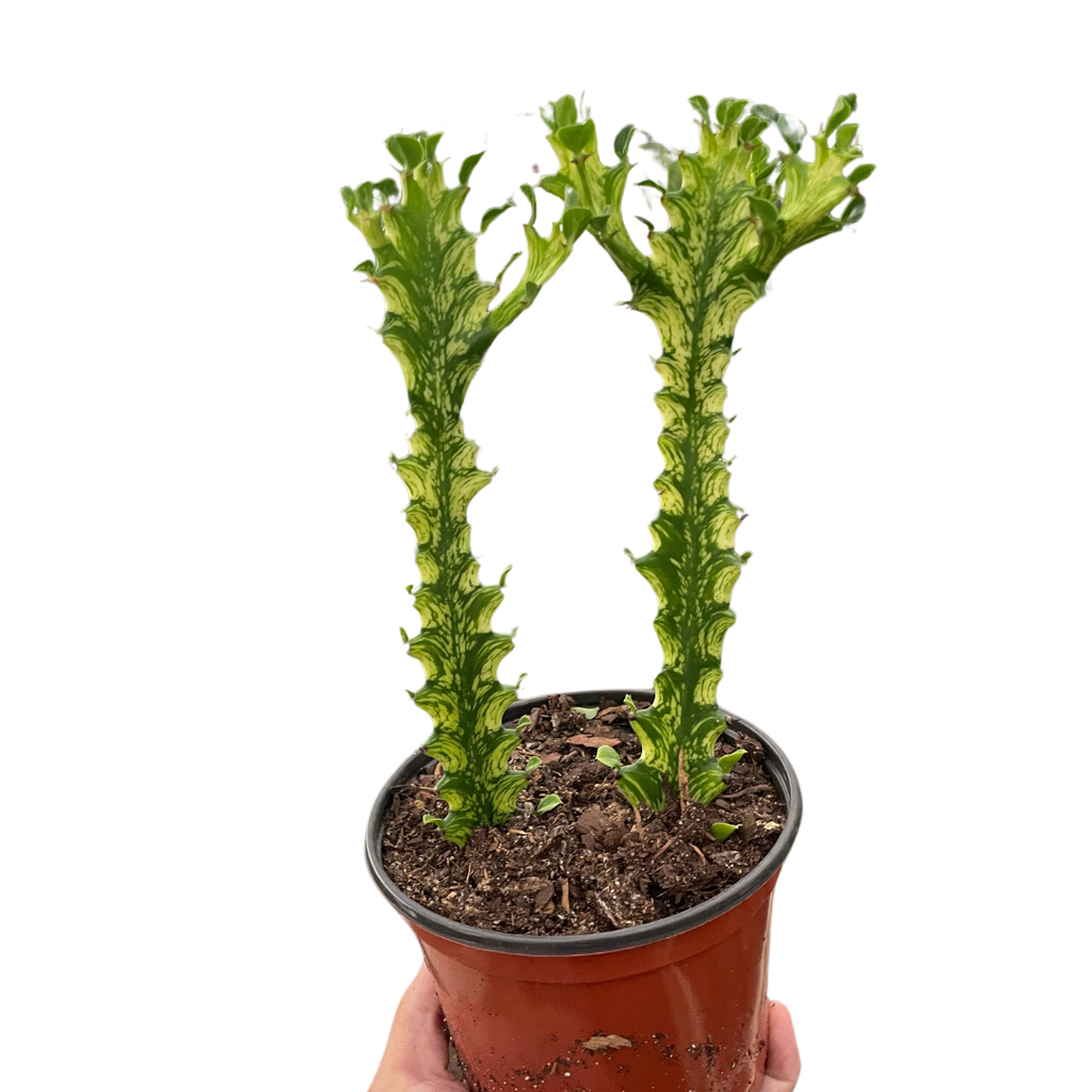 Euphorbia 'Mint Cream' - Holiday Corner